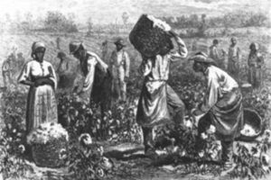 slaves_in_cotton_field_1