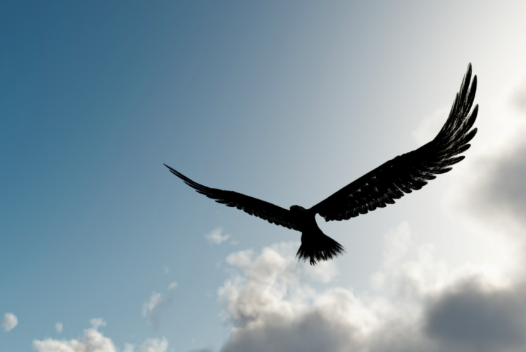 eagle above a storm, god gives you wings to soar above the storm