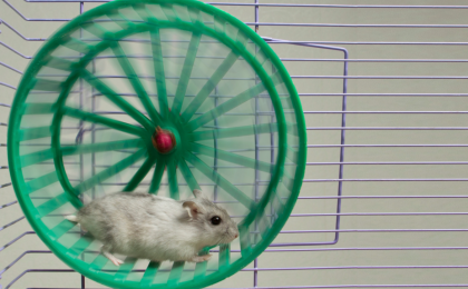 a mind at rest: remedy for the rat race, embrace your destiny, hamster on a wheel