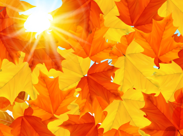 autumn leaves, grateful together