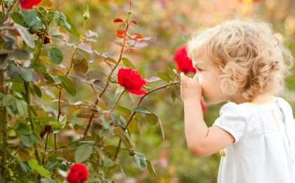 stop, look, and listen, a child smelling a red rose