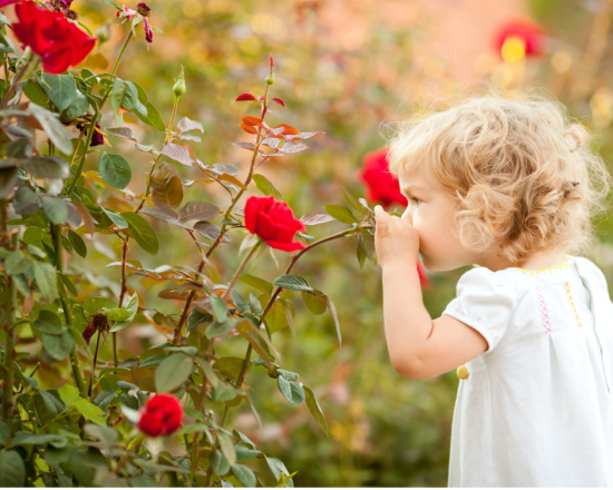 stop, look, and listen, a child smelling a red rose