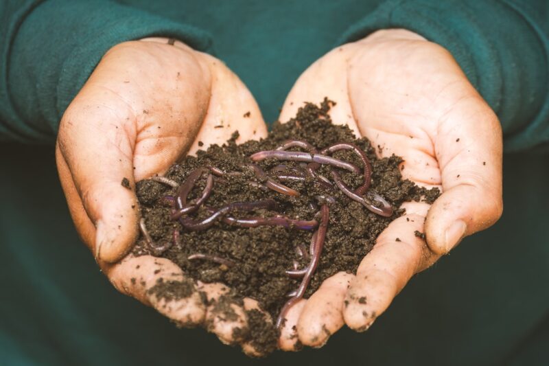 What's "worms" got to do with it?, two hands holding worms in dirt